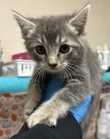 Hubbard - Domestic Short Hair