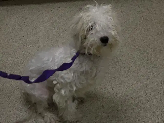 Snow - Maltese