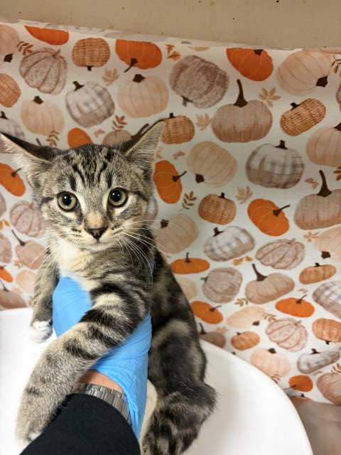 Bella, Domestic Short Hair (medium coat)