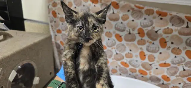 Lady - Domestic Short Hair