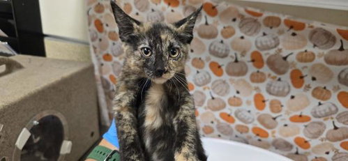 Lady, Domestic Short Hair (medium coat)