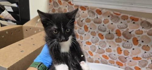 Michelangelo, Domestic Short Hair (medium coat)