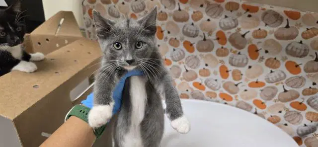 Donatello - Domestic Short Hair