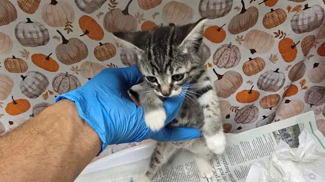 Keta - Domestic Short Hair