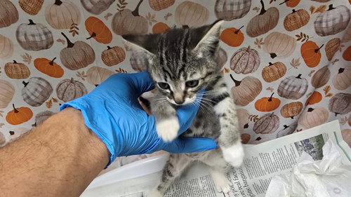 Keta, Domestic Short Hair (medium coat)