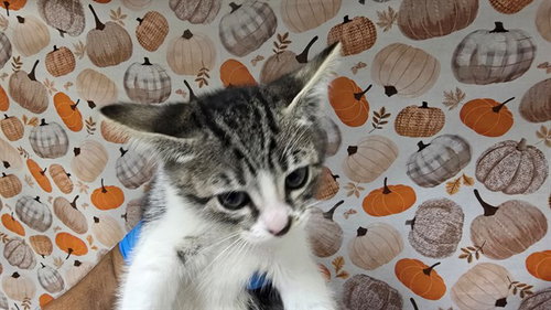 Paris, Domestic Short Hair (medium coat)