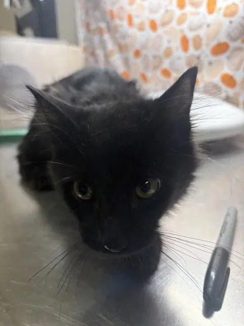 Colby - Domestic Medium Hair