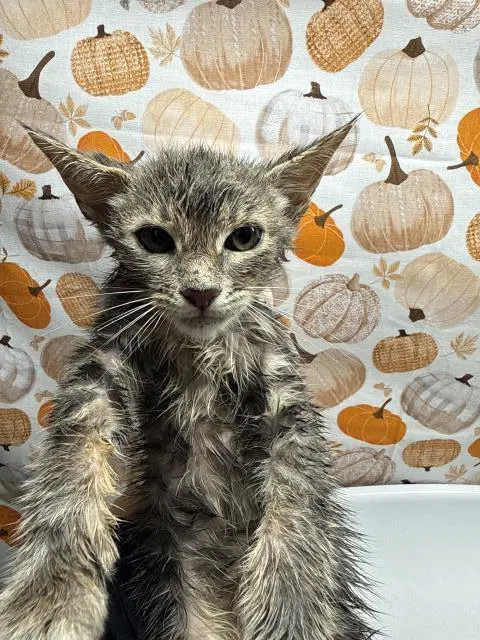 Sam - Domestic Short Hair