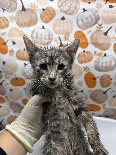 Ollie - Domestic Short Hair