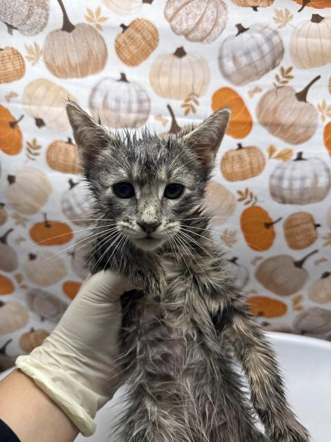 Ollie, Domestic Short Hair (medium coat)