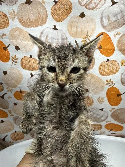 Piper - Domestic Short Hair
