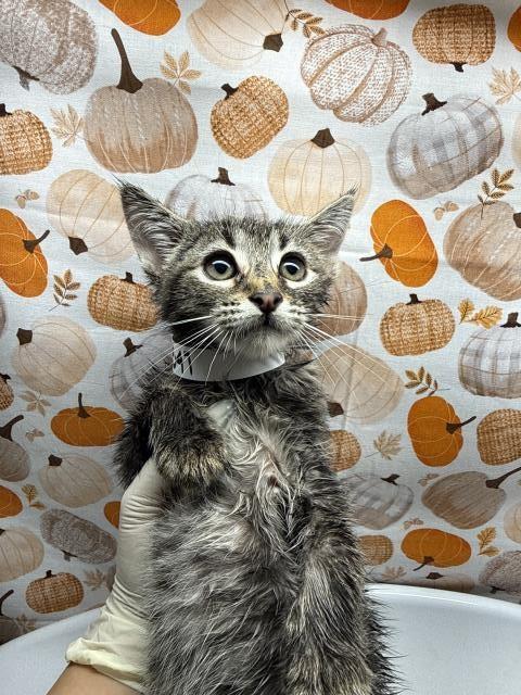 Sadie, Domestic Short Hair (medium coat)
