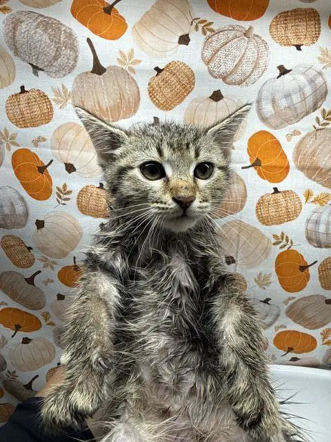 Ophelia - Domestic Short Hair