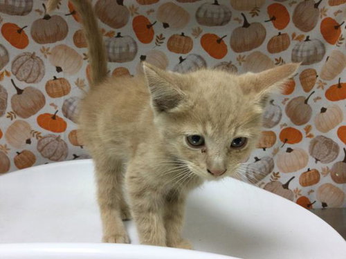 Mars, Domestic Short Hair (medium coat)