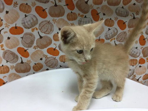 Jupiter, Domestic Short Hair (medium coat)