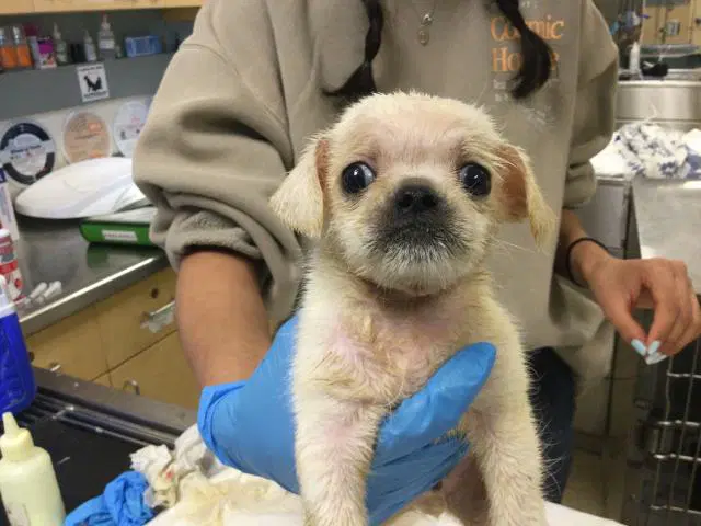 Julian - Pug