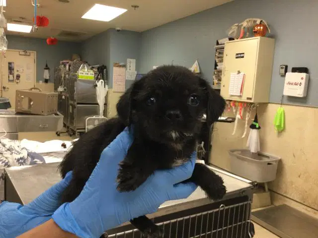 Carl - Pug