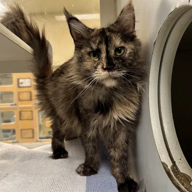 Vera - Maine Coon