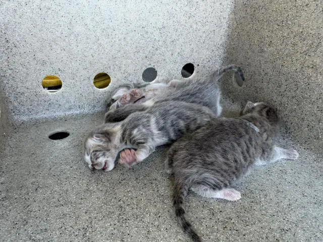 Unknown - Domestic Short Hair