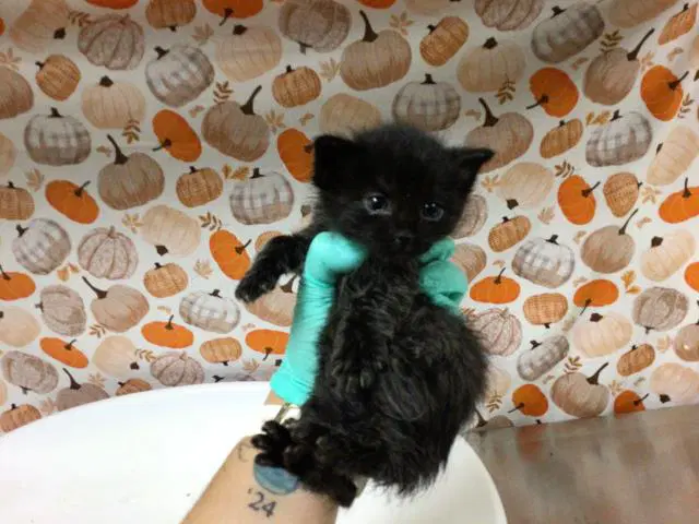 Cashew - Domestic Short Hair