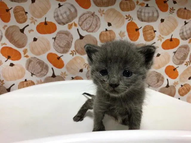 Almond - Domestic Short Hair