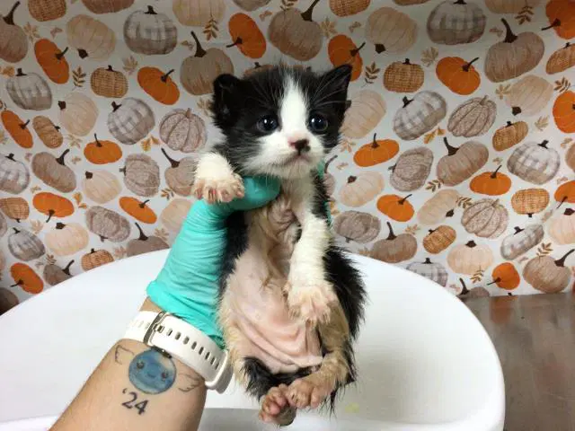 Walnut - Domestic Short Hair