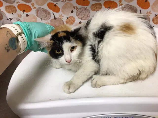 Sequoia - Domestic Short Hair