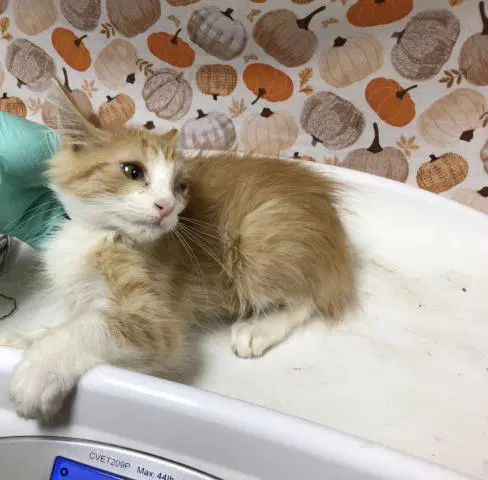 Spruce - Domestic Short Hair
