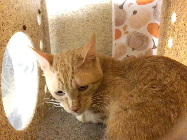 Hickory - Domestic Short Hair
