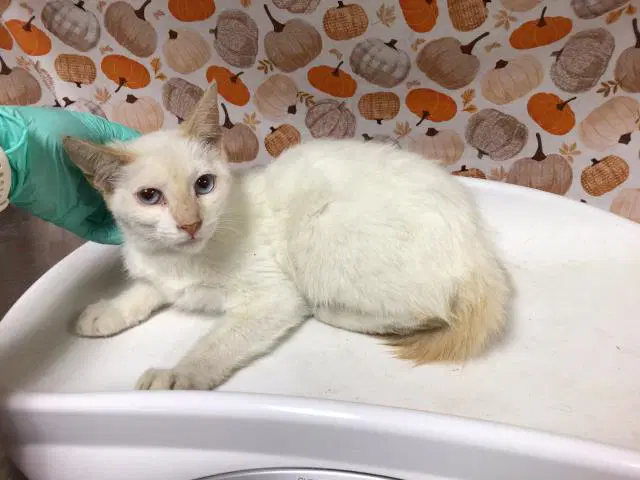 Mahogany - Domestic Short Hair