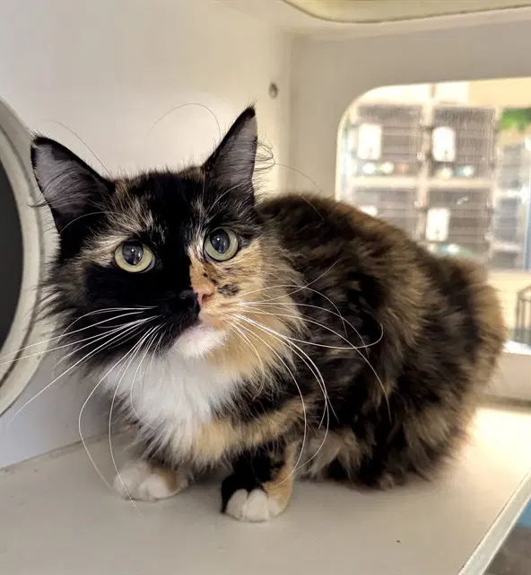 Olive - Domestic Short Hair