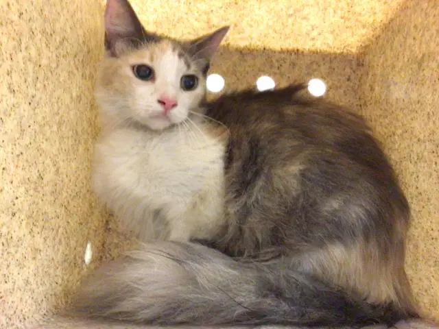 Birch - Domestic Short Hair