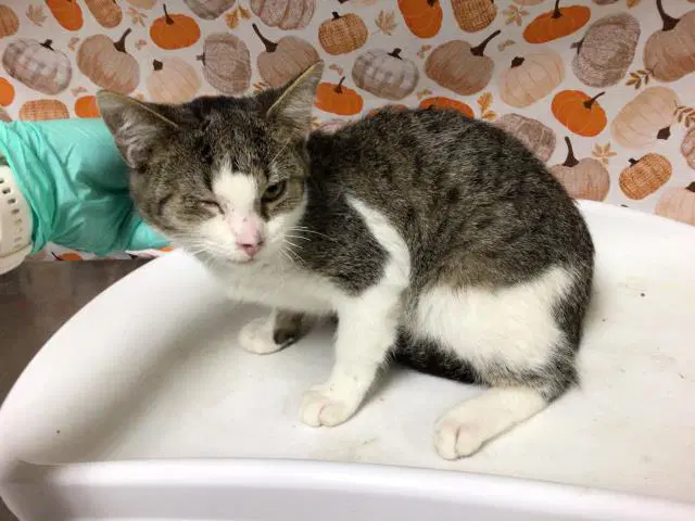 Cedar - Domestic Short Hair