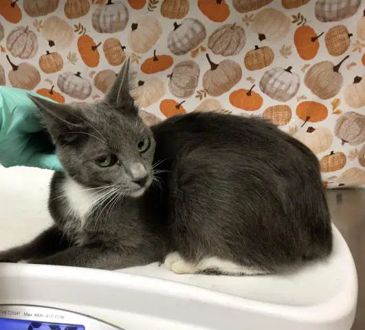 Pine - Domestic Short Hair