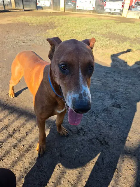 Jasper - Doberman Pinscher