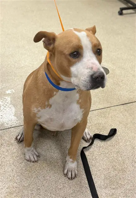 Tie - Pit Bull Terrier