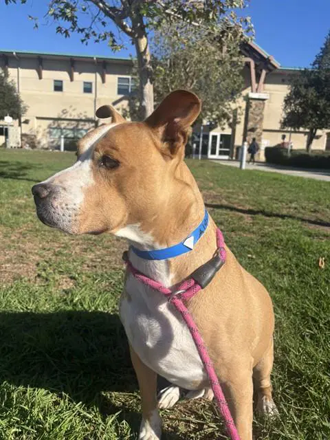Tie - Pit Bull Terrier