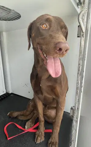 Chocula - Doberman Pinscher