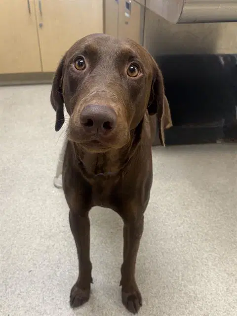 Chocula - Doberman Pinscher
