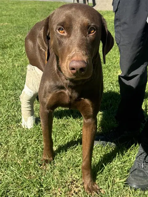 Chocula - Doberman Pinscher
