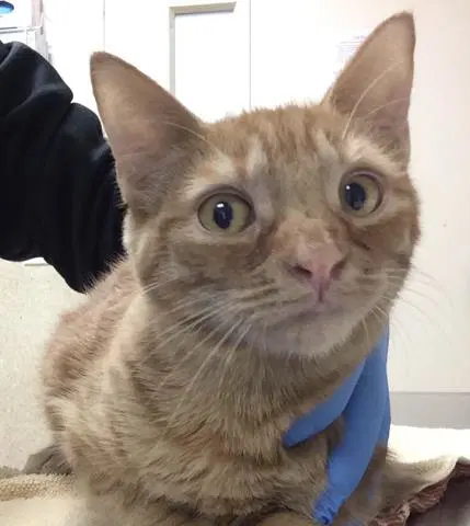 Unknown - Domestic Short Hair