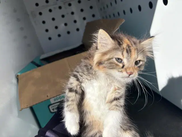 Sofia - Domestic Short Hair