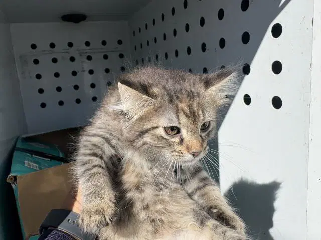 Dorothy - Domestic Short Hair