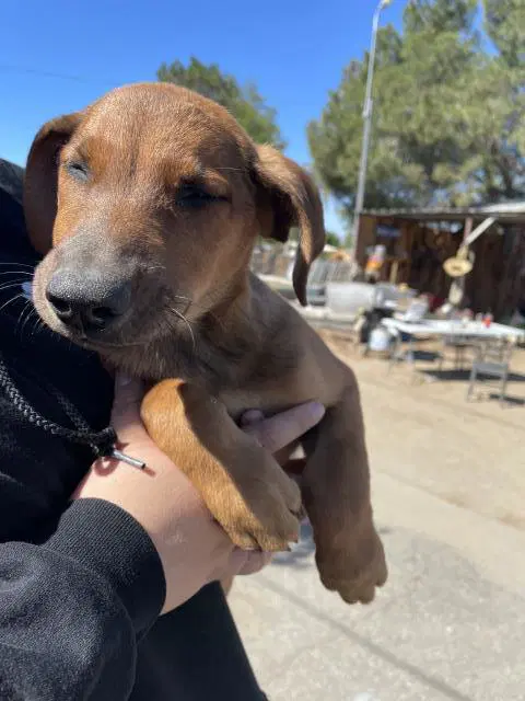 Poppy - German Shepherd Dog