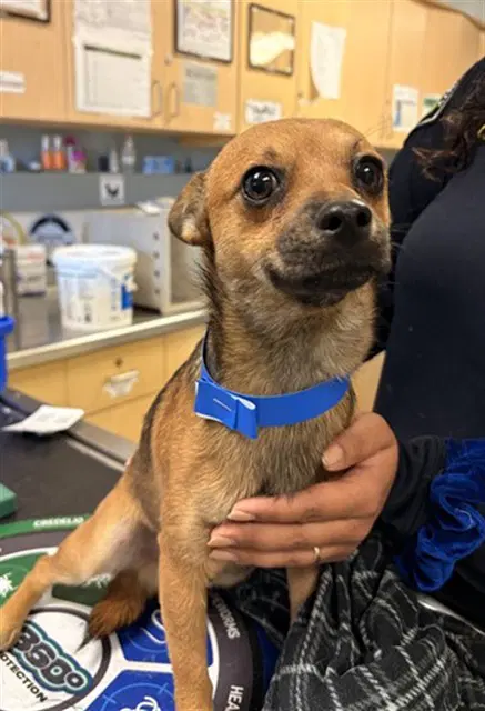 Chucho - Chihuahua