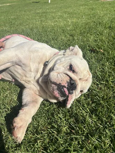 Blanca - English Bulldog