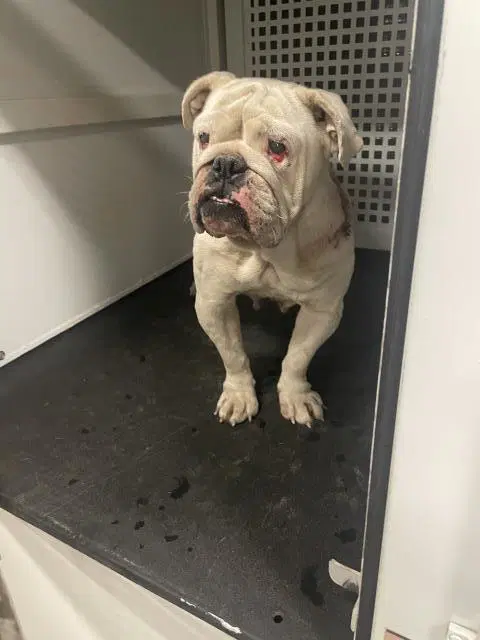 Blanca - English Bulldog