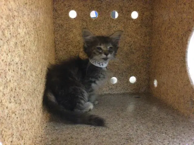 Tiny Tina - Domestic Short Hair