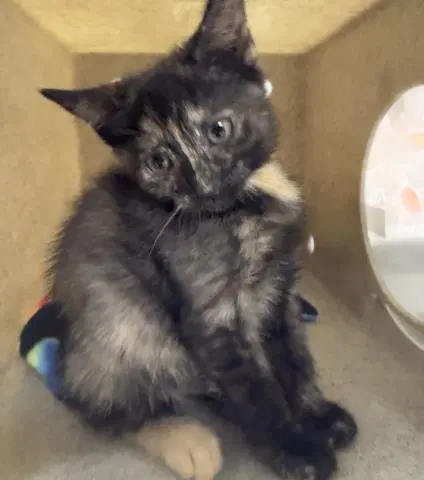 Shadow - Domestic Short Hair