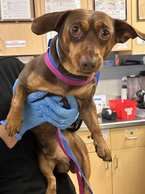 Homerun - Dachshund